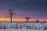 Stark Trees At Sunset_13064